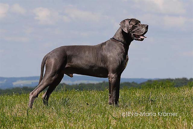 Deutsche Dogge blau