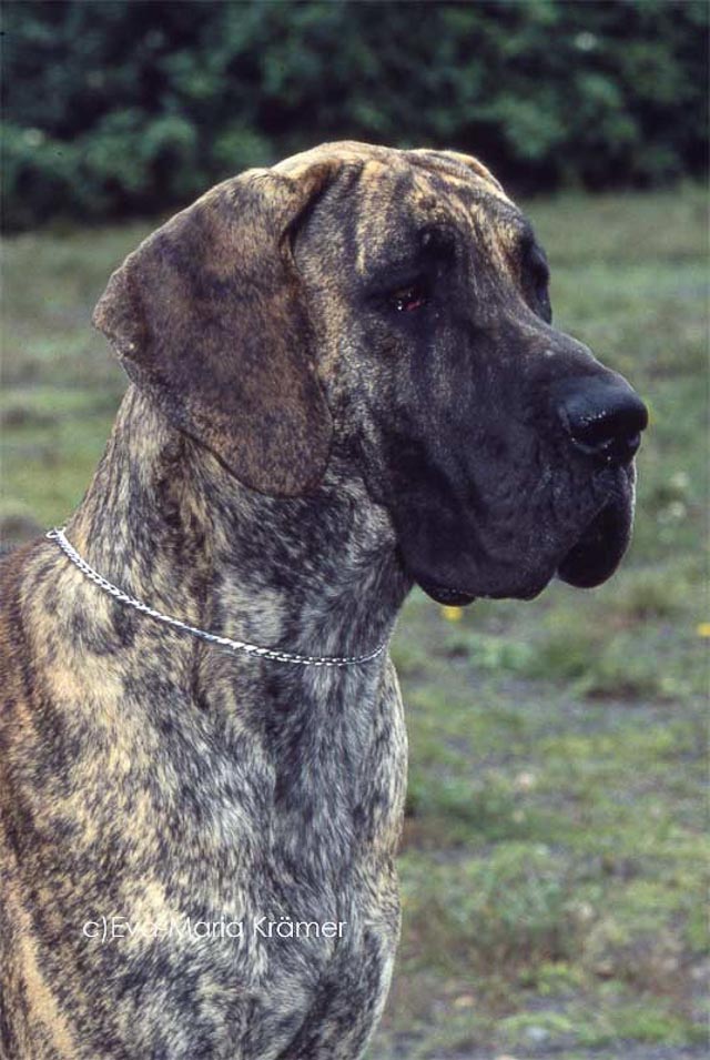 Deutsche Dogge gestromt