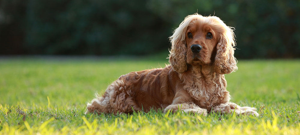 Das Bild zeigt einen Hund der Rasse Englischer Cocker Spaniel, English Cocker Spaniel