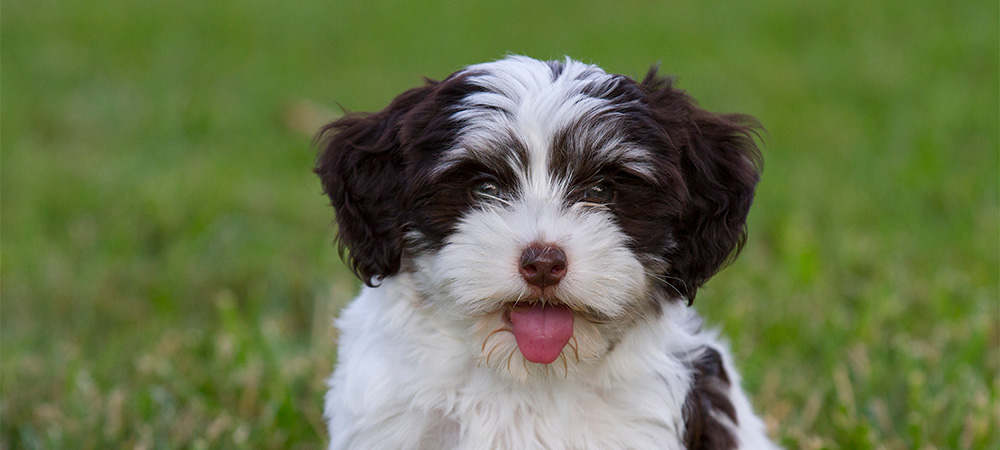 Havaneser, Bichon Havanais