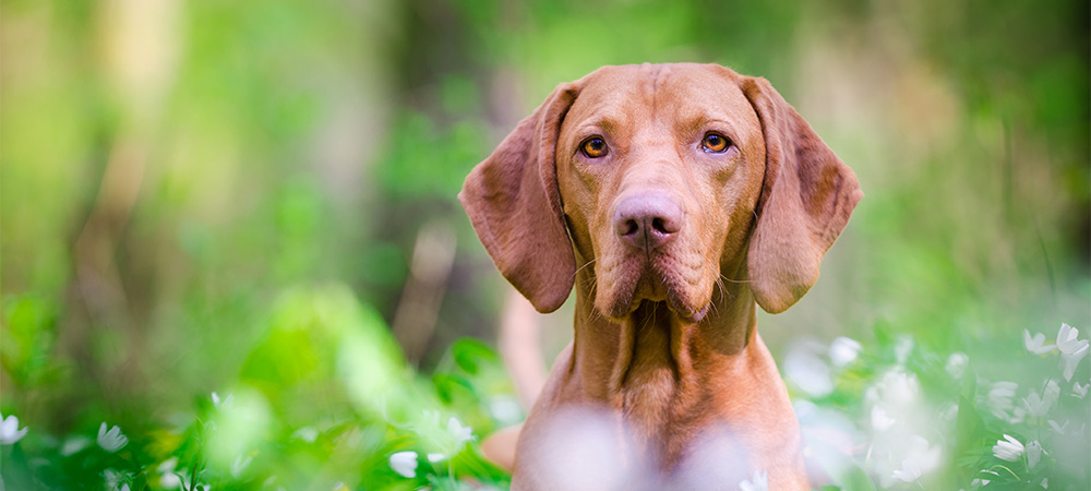 Das Bild zeigt einen Hund der Rasse Magyar Vizsla