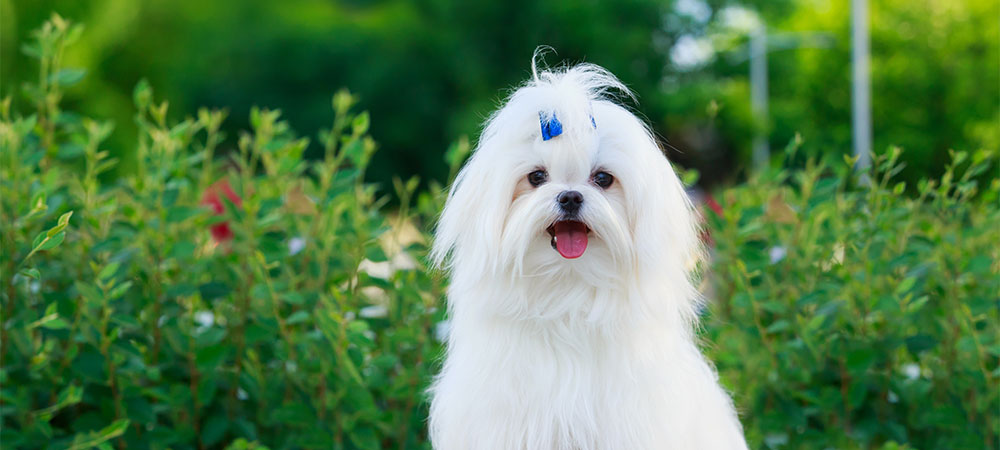 Malteser, Bichon Maltais