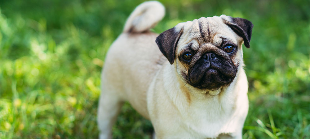 Mops
