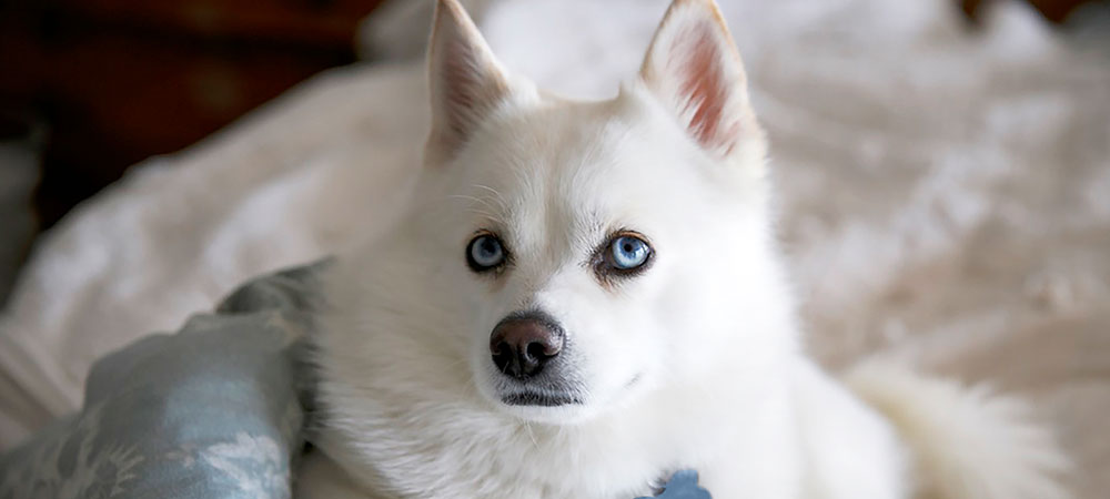 Das Bild zeigt einen Hund der Rasse Pomsky