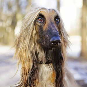 Afghanischer Windhund, Afghane, Afghan Hound