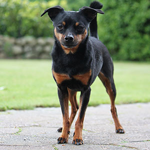 Miniature Pinscher