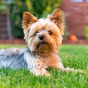 Yorkshire Terrier