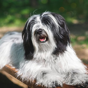 Tibet- Terrier, Dhoki Apso, Tibetan Terrier