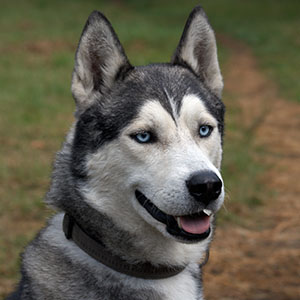 Siberian Husky