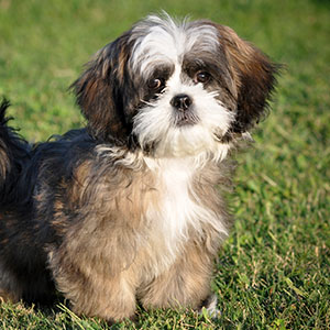 Shih-Tzu