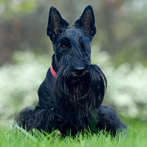 Scottish Terrier