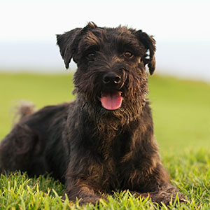 Schnauzer