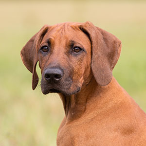 Rhodesian Ridgeback