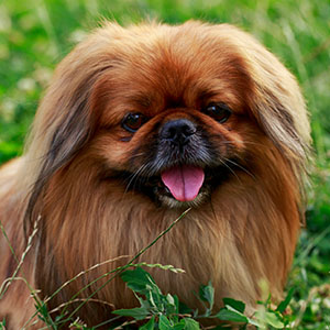 Pekingese