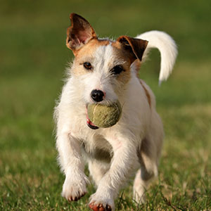 Parson Russell Terrier