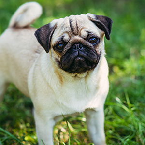 Mops