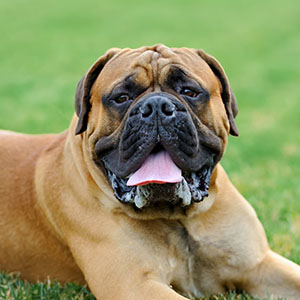 Mastiff