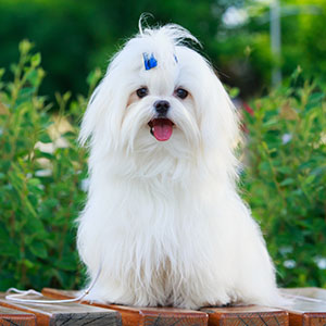 Malteser, Bichon Maltais