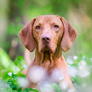 Magyar Vizsla