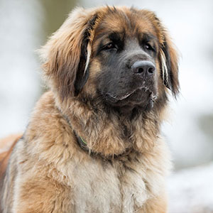 Leonberger