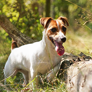 Jack Russell Terrier