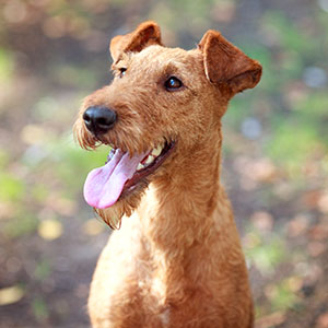 Irish Terrier