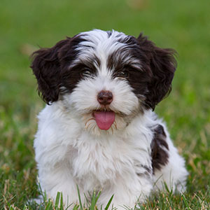 Havaneser, Bichon Havanais