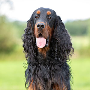 Gordon Setter
