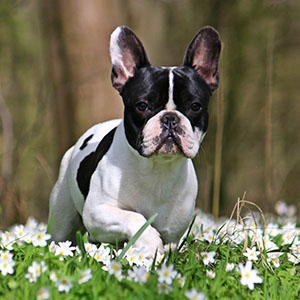 Französische Bulldogge