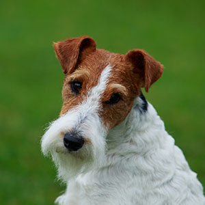 Foxterrier