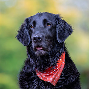 Flat Coated Retriever