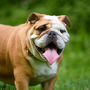 Old English Bulldog