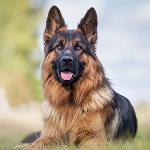 Deutscher Schäferhund