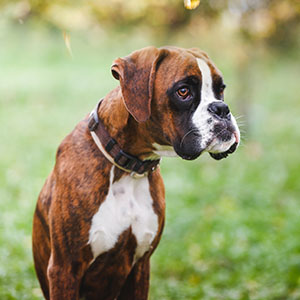 Deutscher Boxer