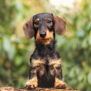 Dackel, Teckel, Dachshund