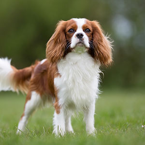 Cavalier King Charles Spaniel