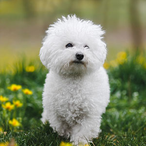 Bichon Frisé, Bichon à poil frisé