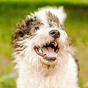 Bologneser, Bichon bolonais