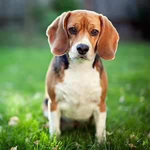 Beagle