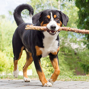 Appenzeller Sennenhund