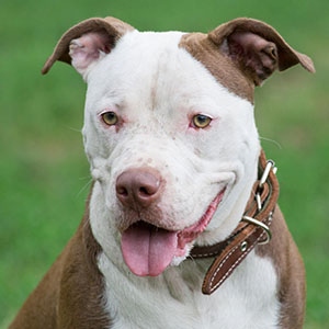 American Pit Bull Terrier