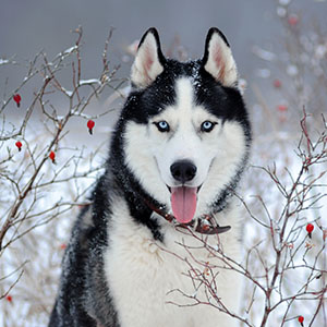 Alaskan Husky