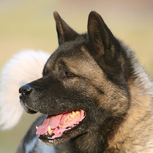 Akita Inu