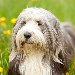 Bearded Collie