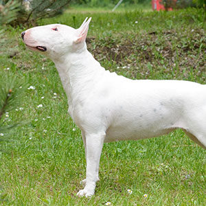 Bull Terrier