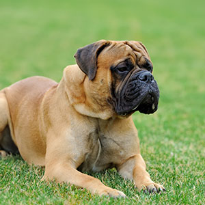 Bullmastiff