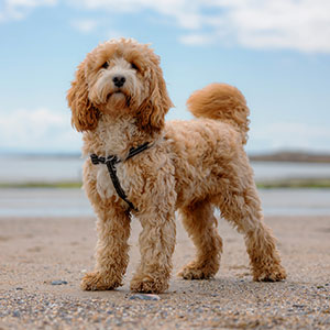 Cockapoo
