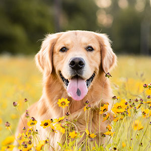 Golden Retriever