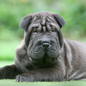 Miniature Shar Pei