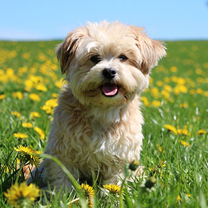 Mischling klein (1-15 kg)